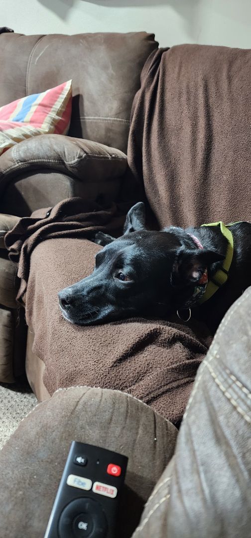 Enlarge Hickey (20220802-05), a Adoptable mixed breed in Welland, ON image 5/5