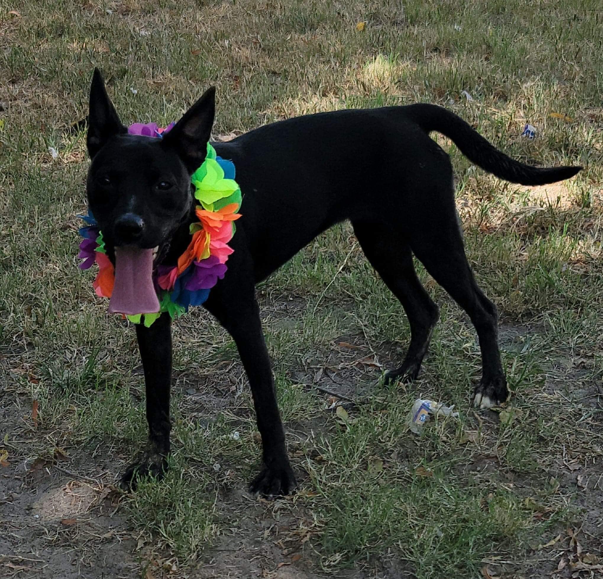 Hickey (20220802-05), an adoptable Labrador Retriever, Australian Kelpie in Welland, ON, L3B 3X4 | Photo Image 1