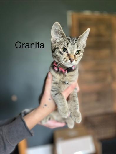 Cannoli + Granita (bonded sisters)