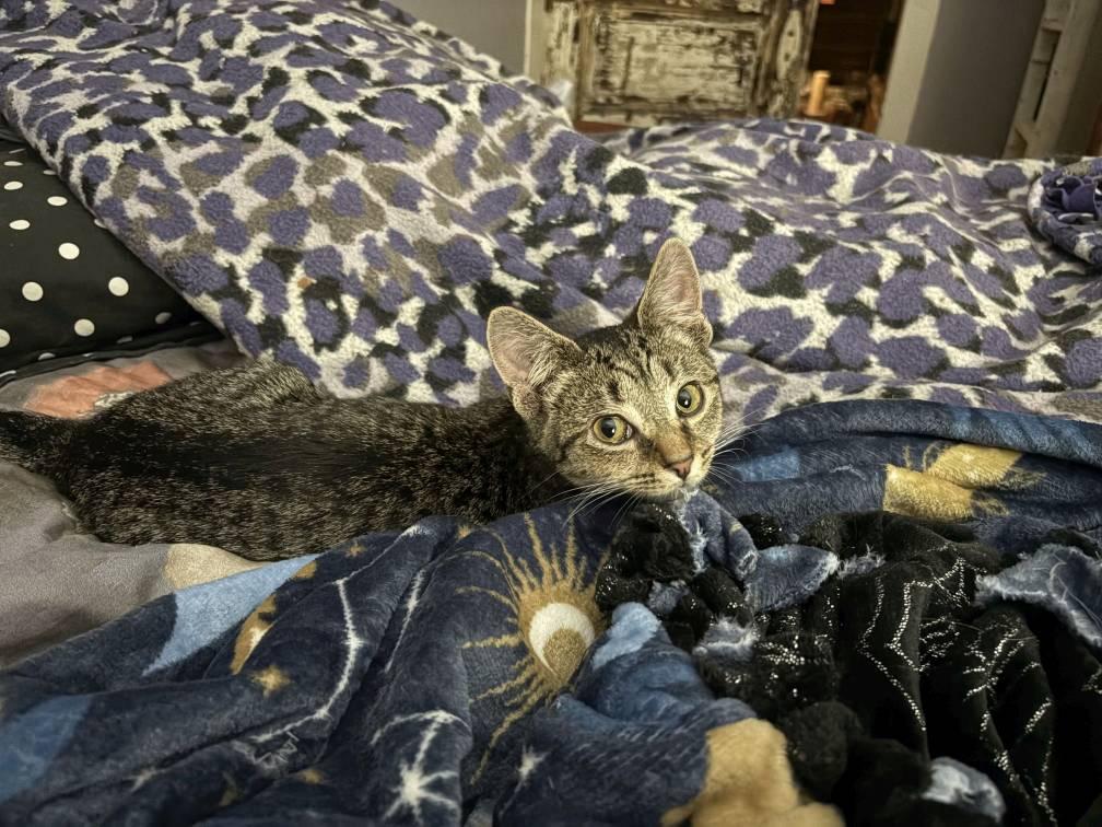 Cannoli + Granita (bonded sisters)