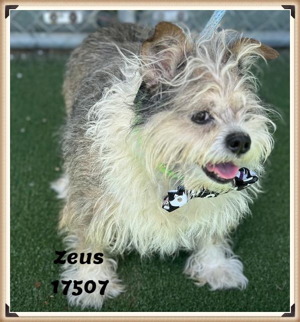 Enlarge ZEUS (R), an adopted mixed breed in Marietta, GA image 2/6