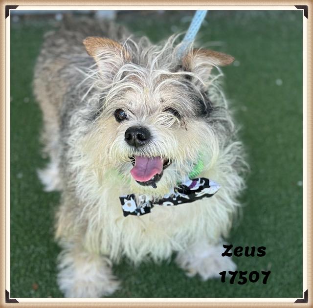 Enlarge ZEUS (R), an adopted mixed breed in Marietta, GA image 3/6