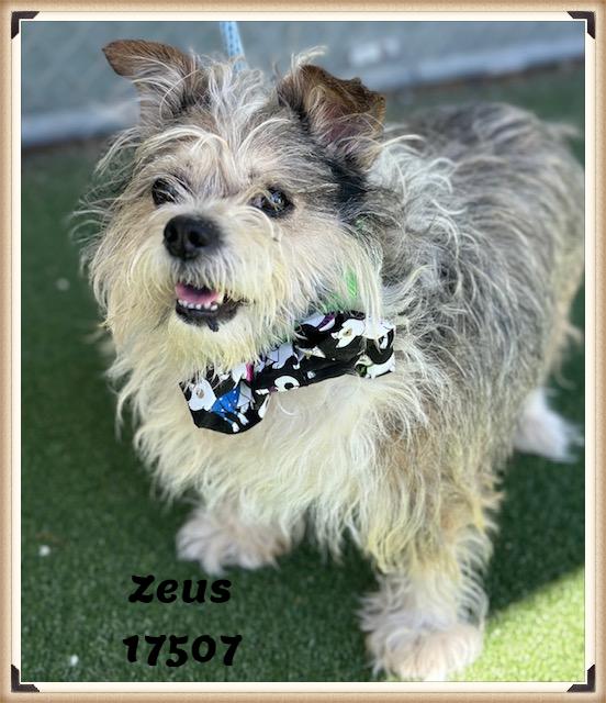 Enlarge ZEUS (R), an adopted mixed breed in Marietta, GA image 1/6