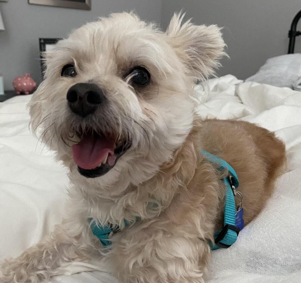 Roxy, Adopted, Senior Female Maltese & Poodle.