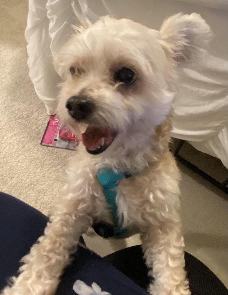 Enlarge Roxy, a Adopted mixed breed in Orlando, FL image 3/6