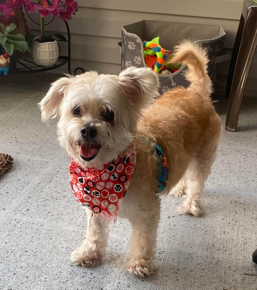 Roxy, Adopted, Senior Female Maltese & Poodle.