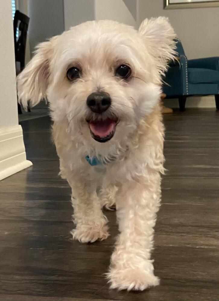 Enlarge Roxy, a Adopted mixed breed in Orlando, FL image 5/6