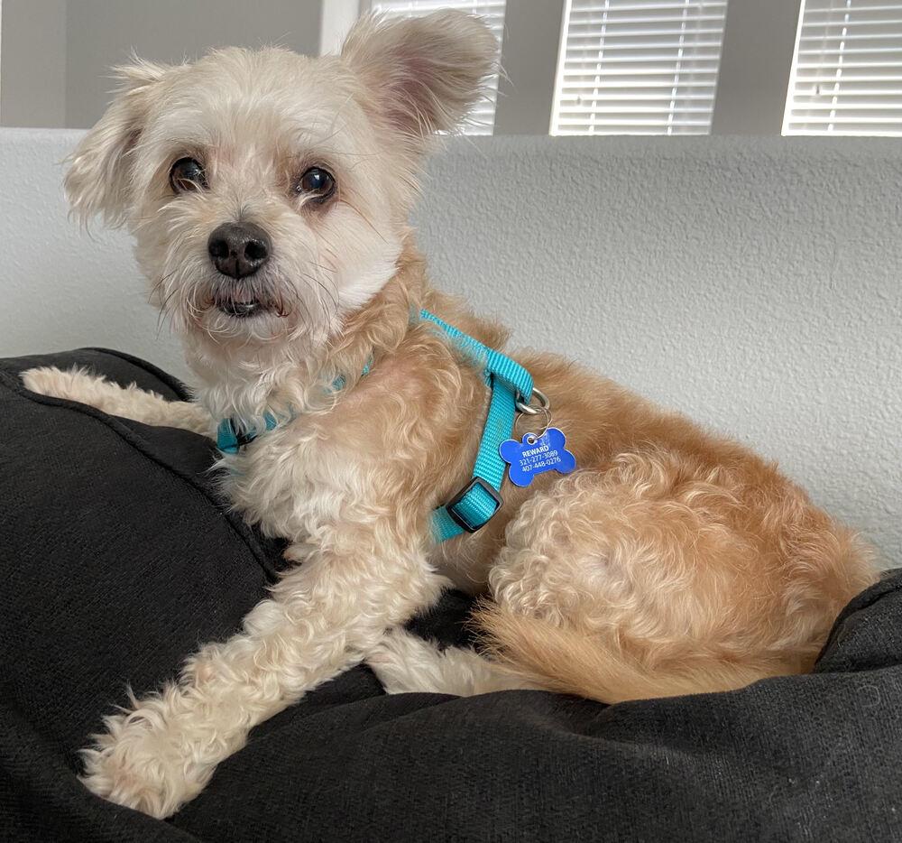 Enlarge Roxy, a Adopted mixed breed in Orlando, FL image 6/6