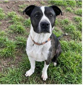 Buddy, Adoptable, Adult Male Dalmatian.