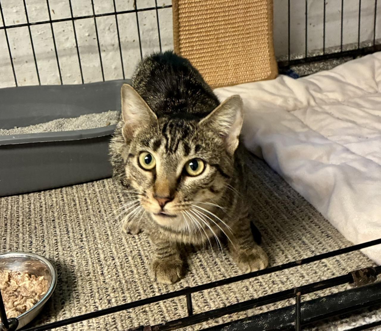 Enlarge Kira, a ADOPTABLE Domestic Short Hair in River Edge, NJ image 3/6