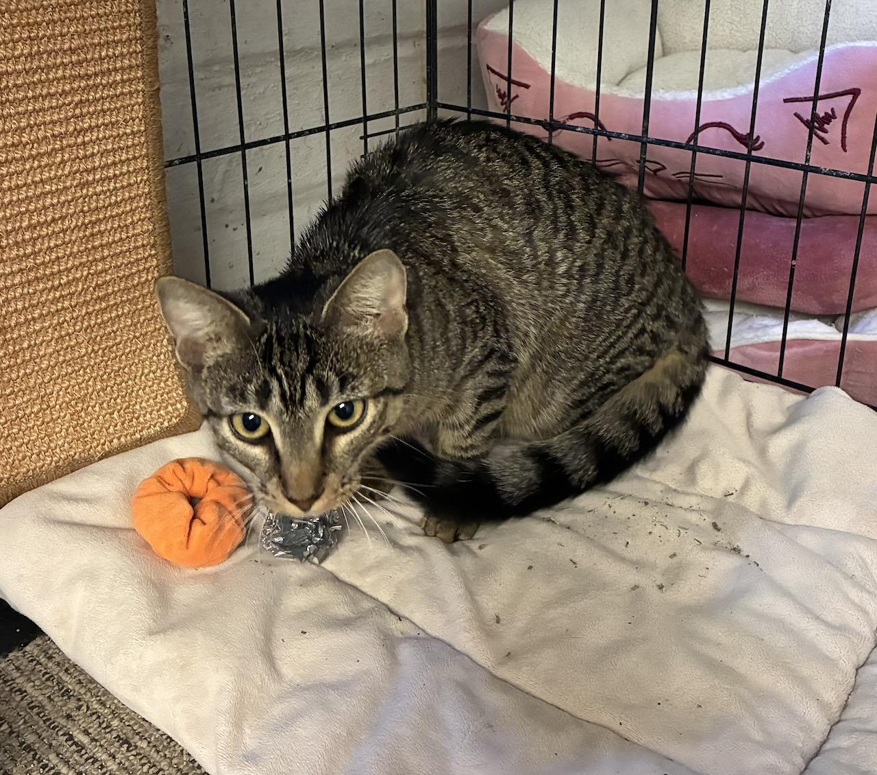 Enlarge Kira, a ADOPTABLE Domestic Short Hair in River Edge, NJ image 5/6