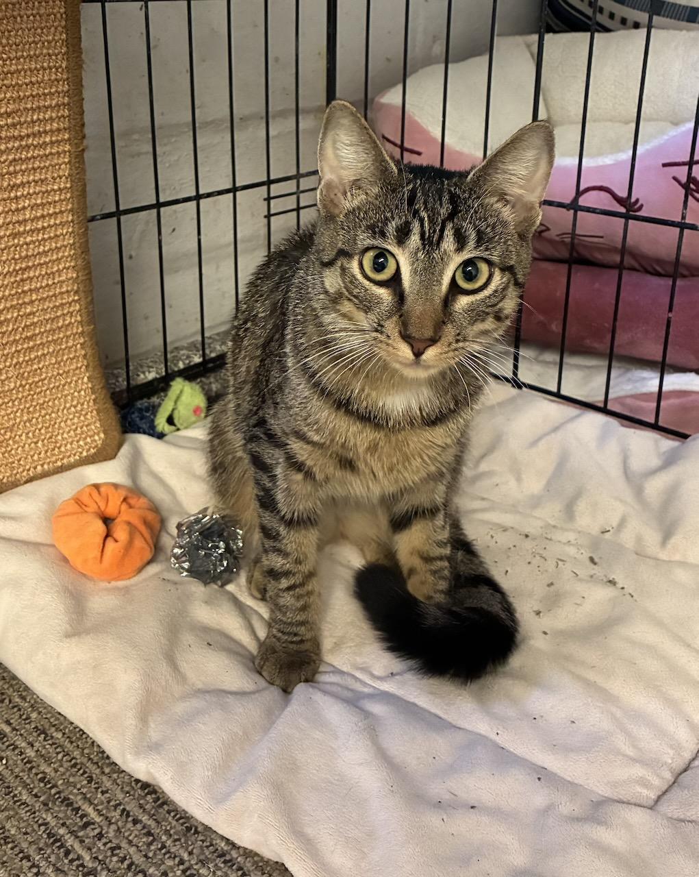Enlarge Kira, a ADOPTABLE Domestic Short Hair in River Edge, NJ image 2/6
