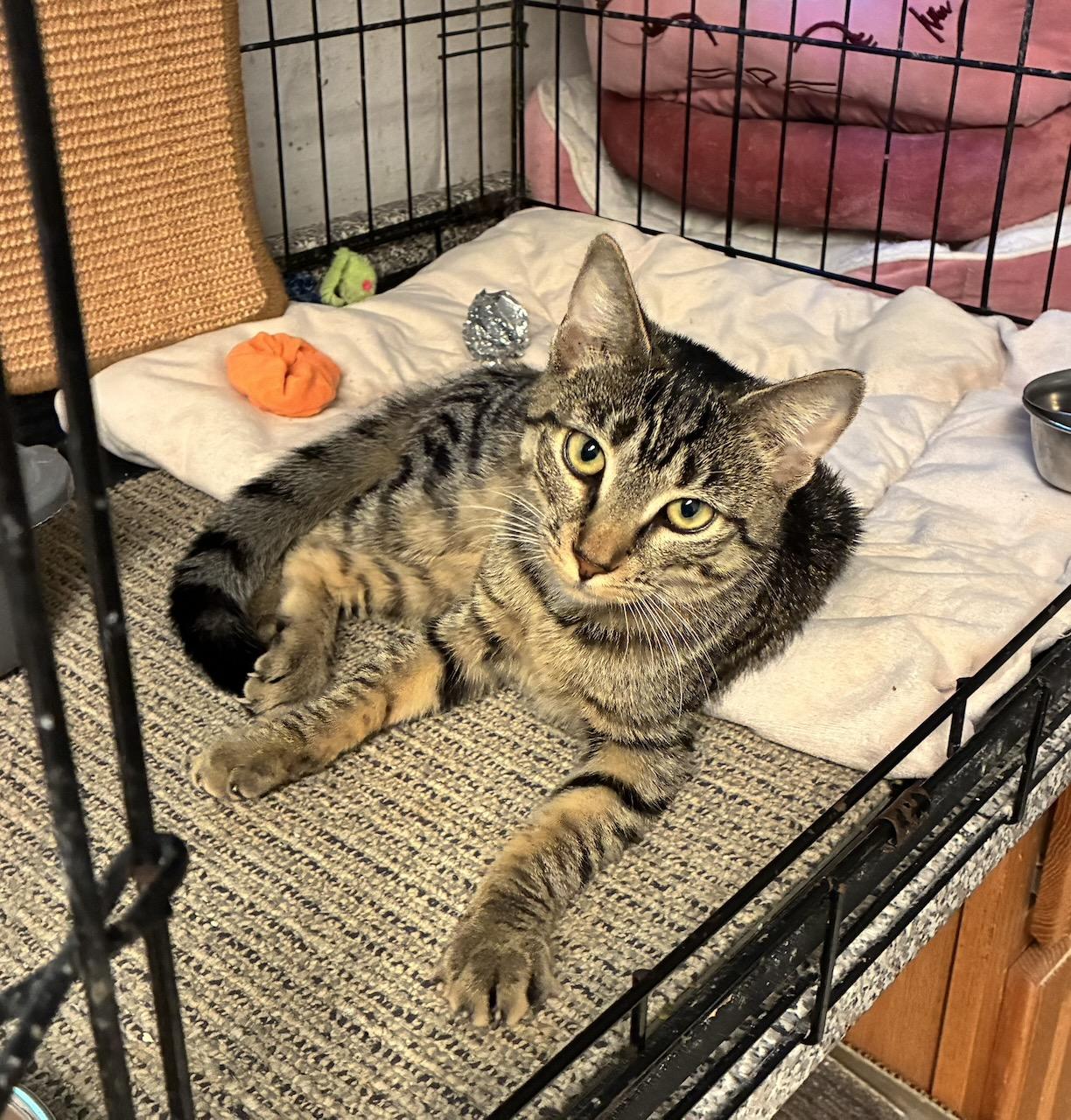 Enlarge Kira, a ADOPTABLE Domestic Short Hair in River Edge, NJ image 6/6