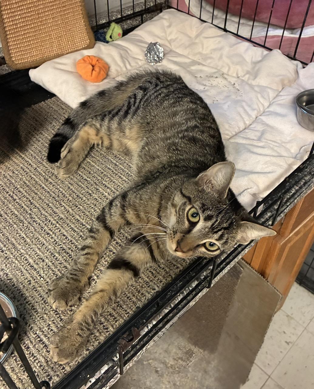 Enlarge Kira, a ADOPTABLE Domestic Short Hair in River Edge, NJ image 4/6