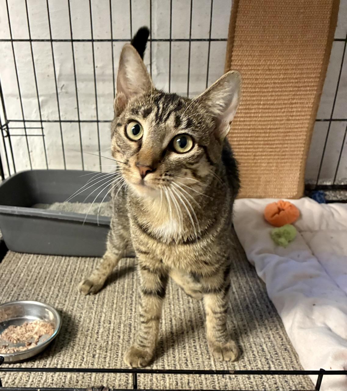 Kira, ADOPTABLE, Kitten Female Domestic Short Hair.