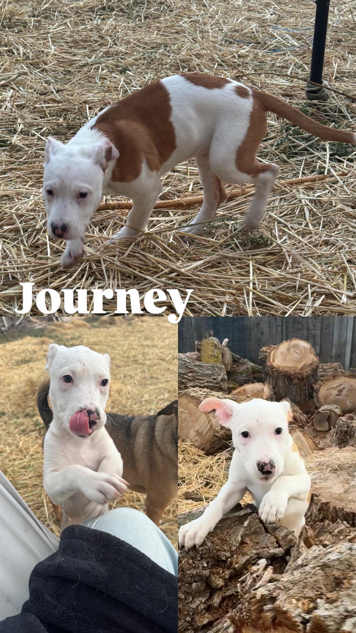 Journey, Adoptable, Puppy Female Australian Cattle Dog / Blue Heeler & Pit Bull Terrier.