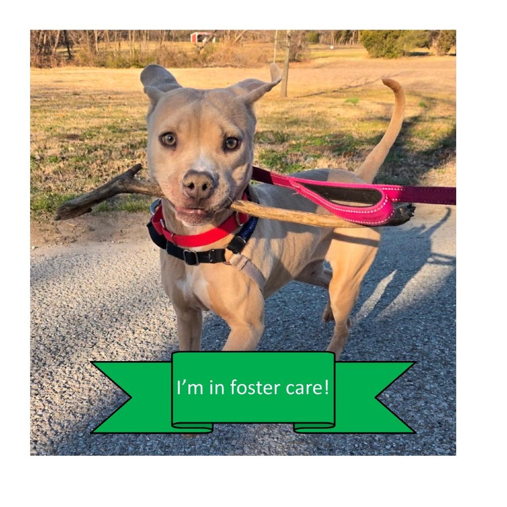 Xena, Adoptable, Adult Female Mixed Breed.