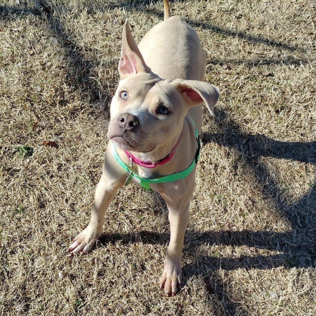 Xena, Adoptable, Adult Female Mixed Breed.