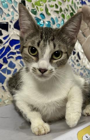 LAYLA, Adoptable, Young Female Domestic Short Hair.