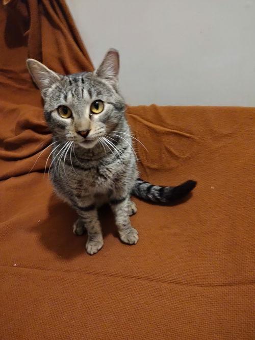 Enlarge Henry, an adopted Domestic Short Hair in Philadelphia, PA image 1/1