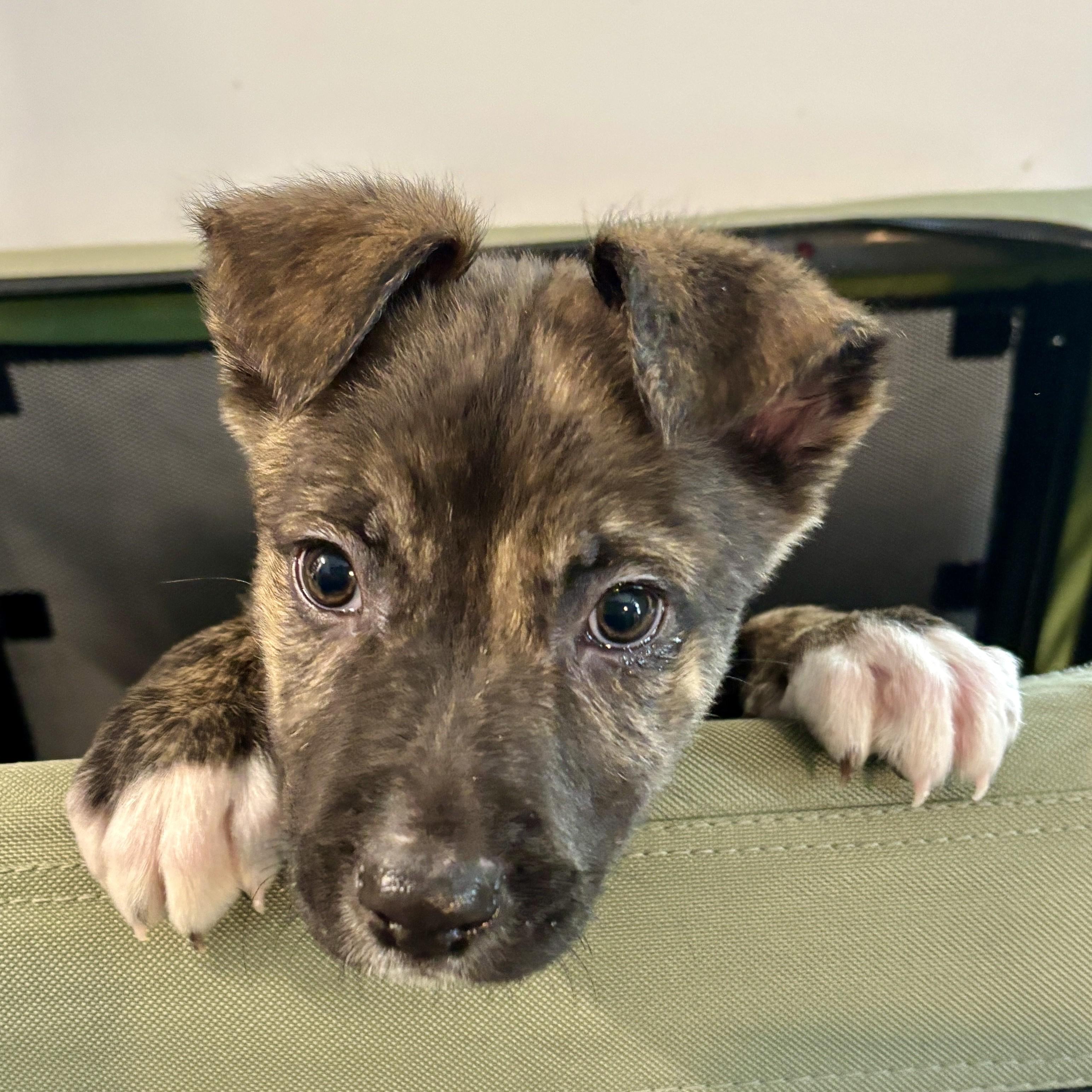 Chinchu, adopted, Young Male Mixed Breed.