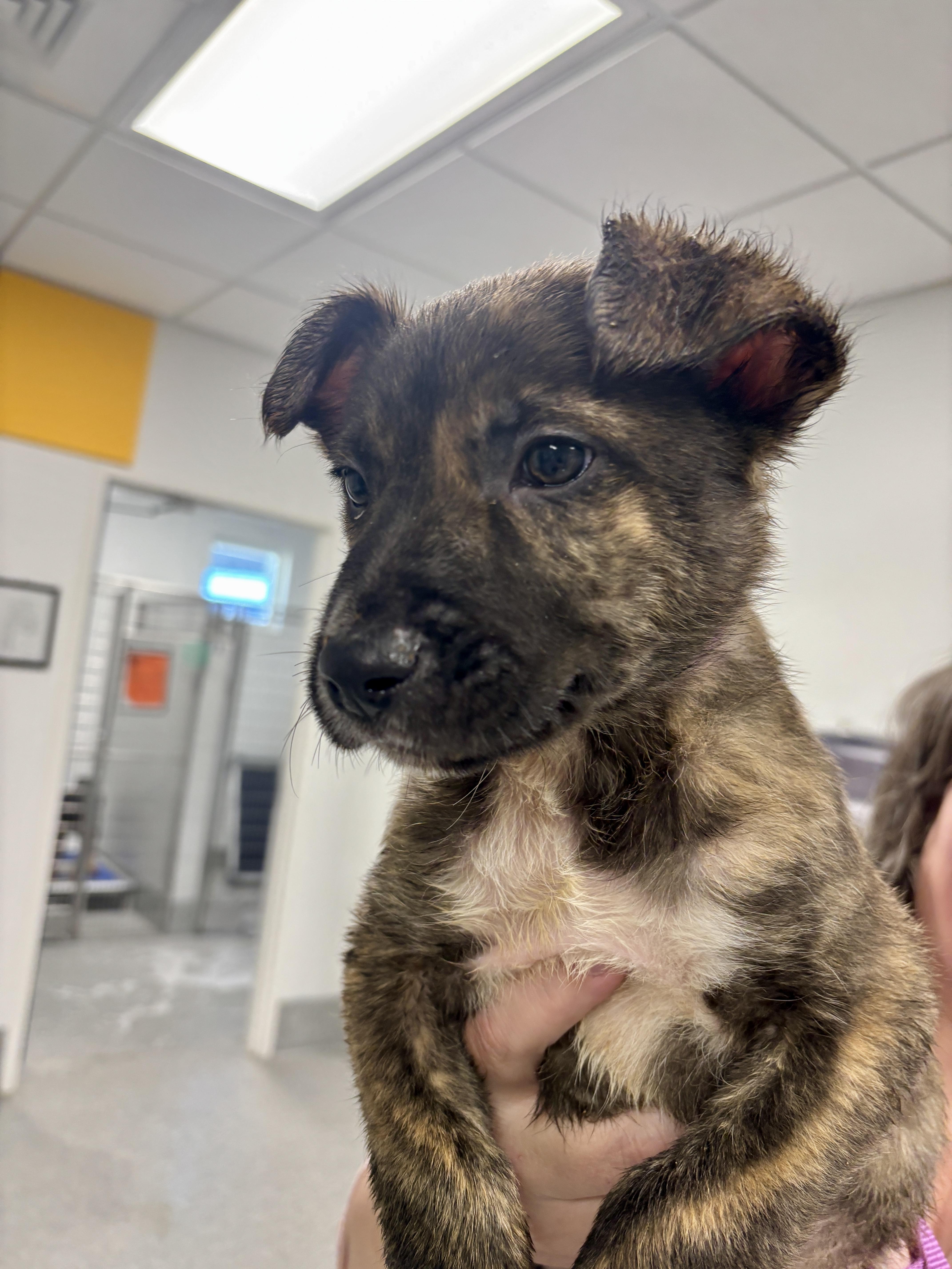 Enlarge Chinchu, an adopted mixed breed in Sylva, NC image 2/2