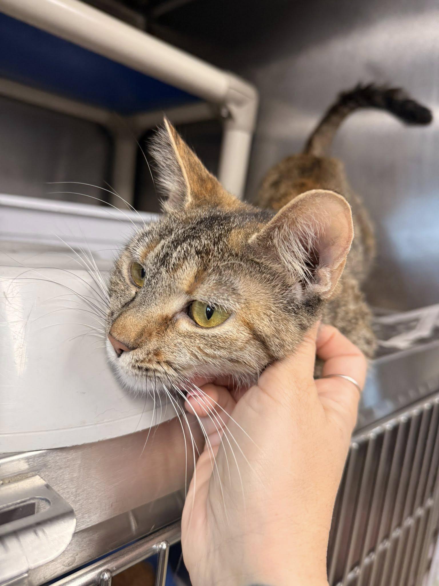 Enlarge Bridget CCAS, a ADOPTABLE Torbie in Clarksville, TN image 2/4