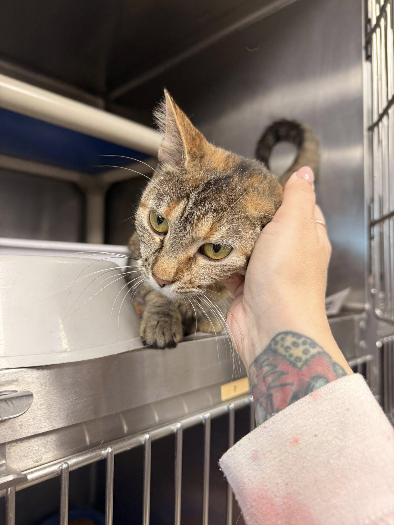 Enlarge Bridget CCAS, a ADOPTABLE Torbie in Clarksville, TN image 3/4