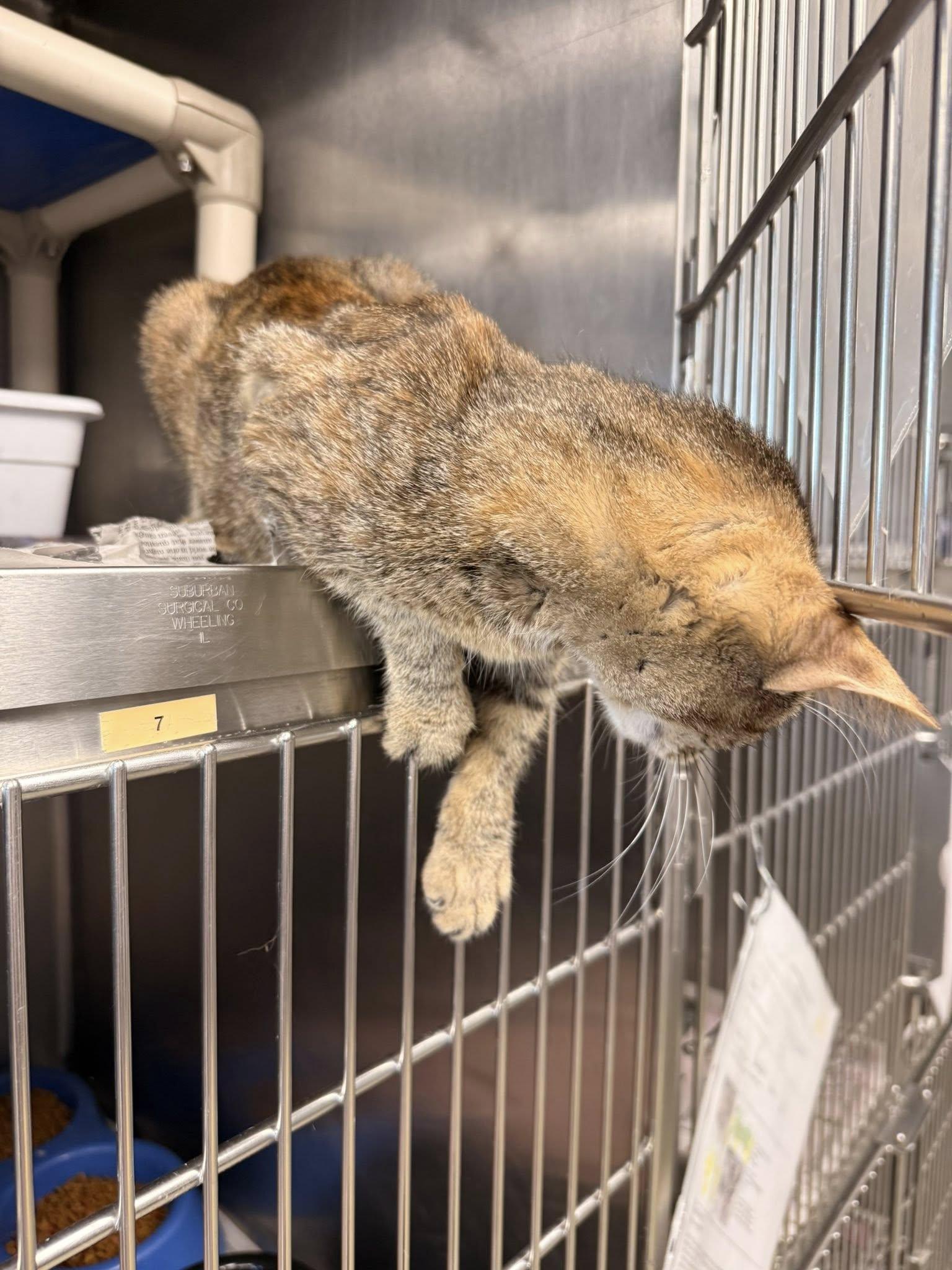 Bridget CCAS, ADOPTABLE, Young Female Torbie.