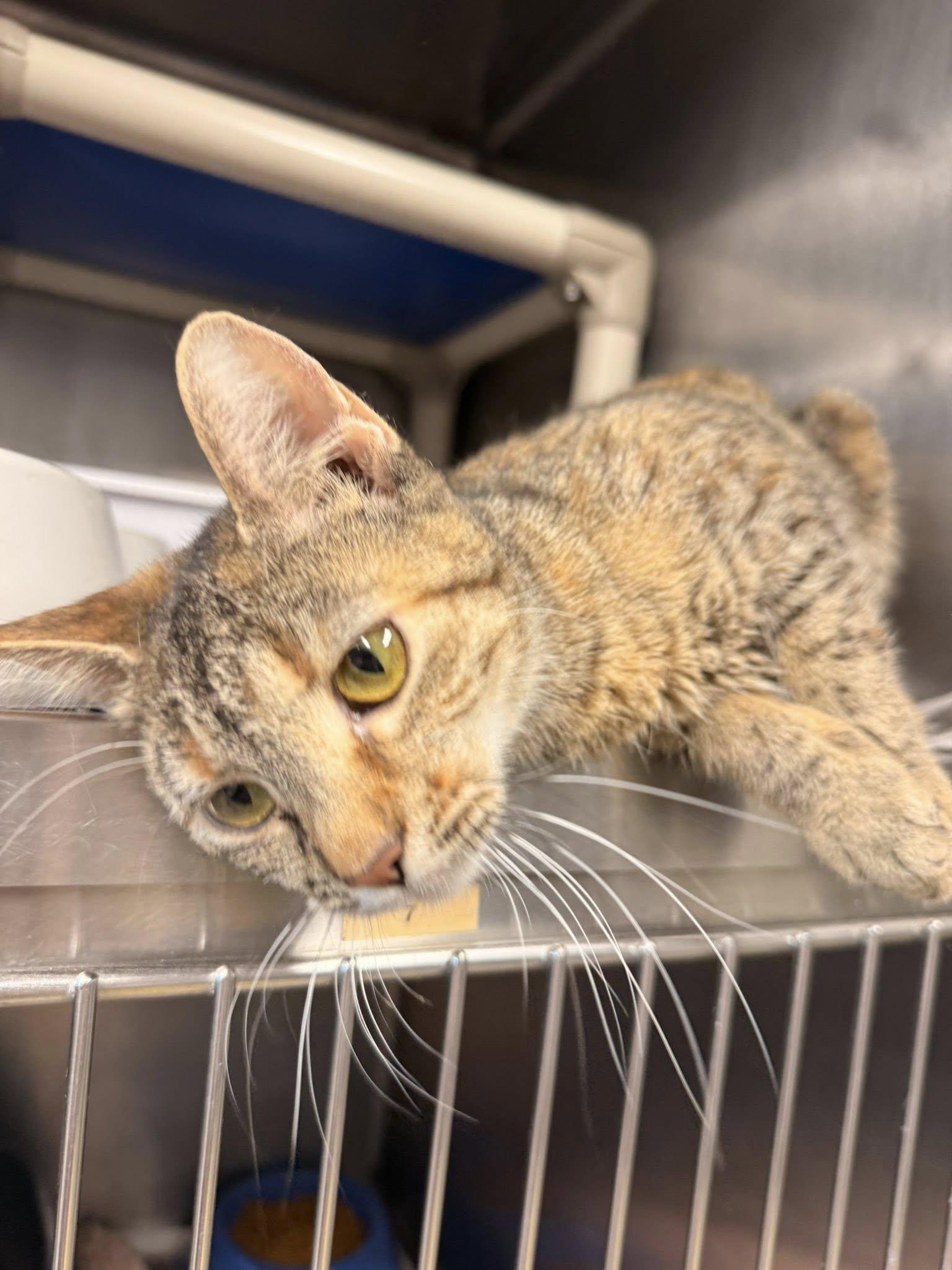 Enlarge Bridget CCAS, a ADOPTABLE Torbie in Clarksville, TN image 4/4