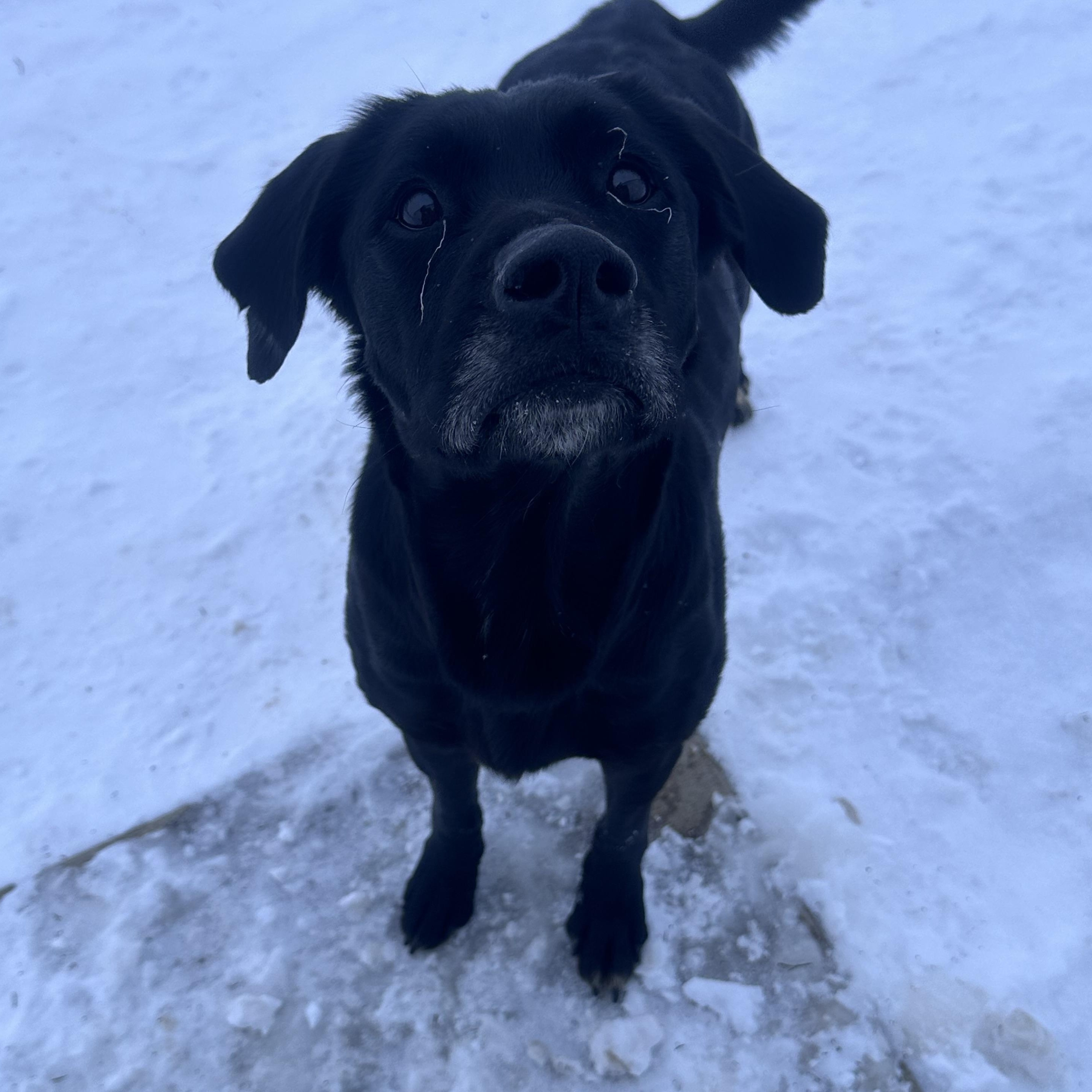 Milena, adoptable, Adult Female Labrador Retriever.