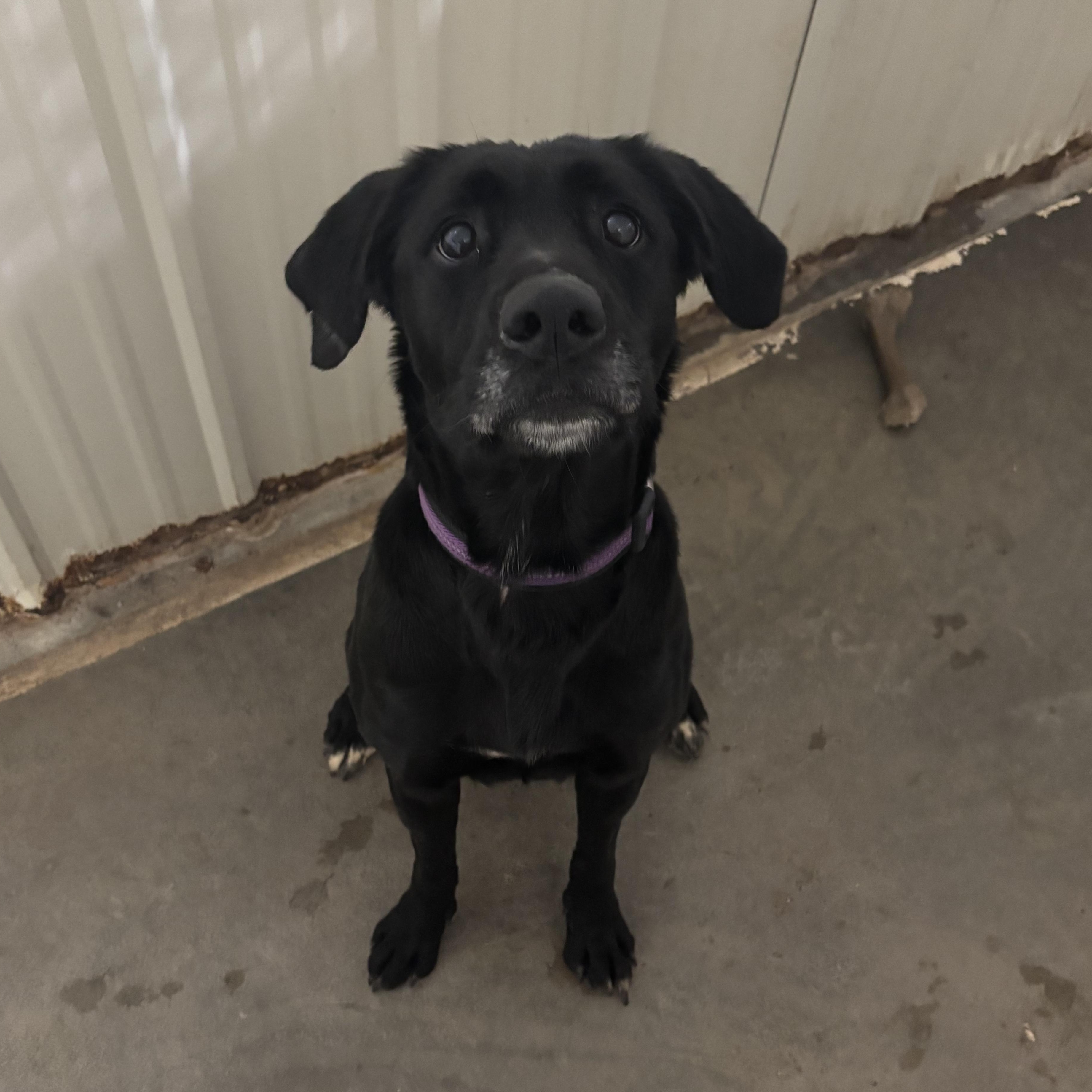 Enlarge Milena, an adoptable mixed breed in Jamestown, ND image 2/3