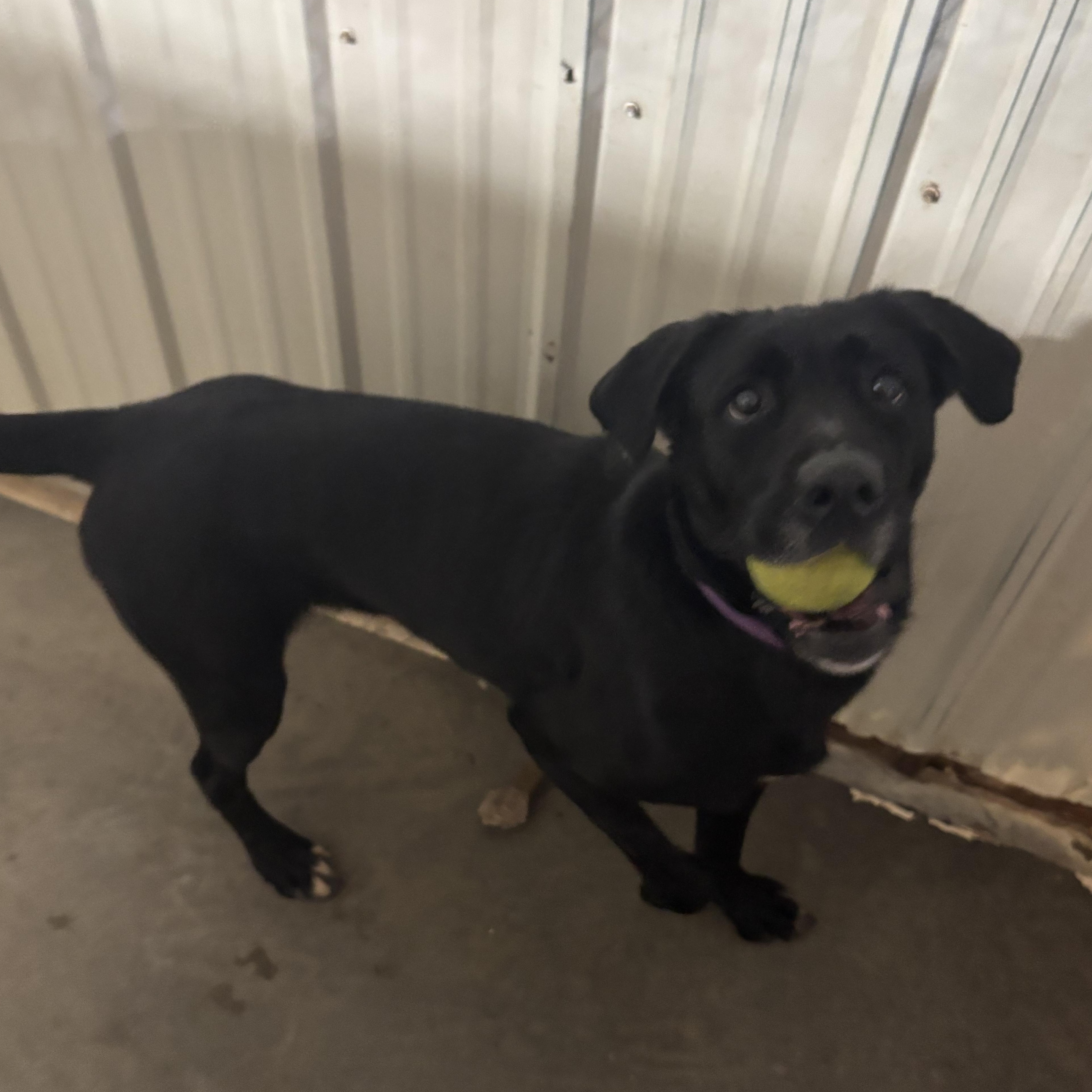 Enlarge Milena, an adoptable mixed breed in Jamestown, ND image 3/3
