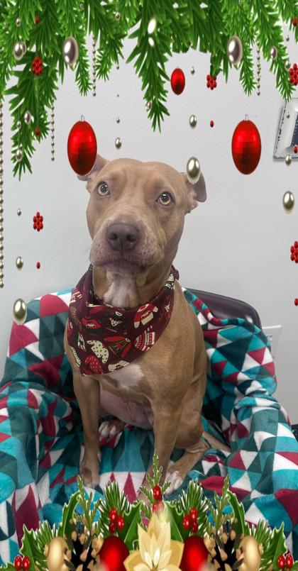 Enlarge Nicole, a Adoptable mixed breed in Cedar Hill, TX image 1/2