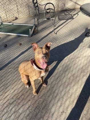 Nicole, Adoptable, Adult Female Pit Bull Terrier & Mixed Breed.