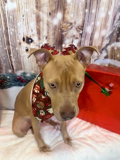 Enlarge Nicole, a Adoptable mixed breed in Cedar Hill, TX image 2/2