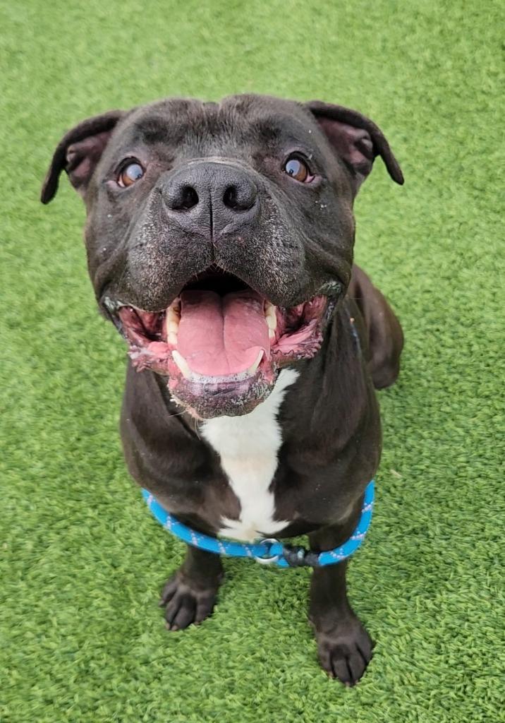 Whiskey, ADOPTABLE, Adult Male Pit Bull Terrier & Mixed Breed.