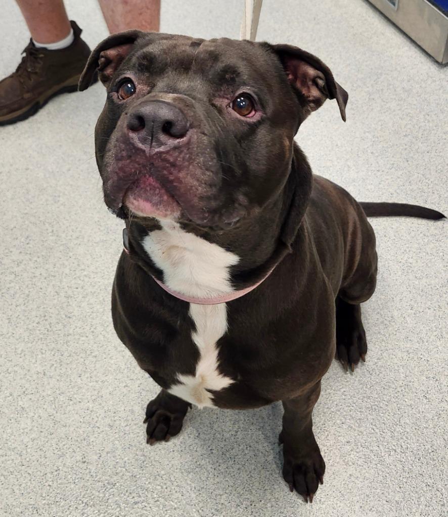 Enlarge Whiskey, a ADOPTABLE mixed breed in Frankfort, KY image 2/3