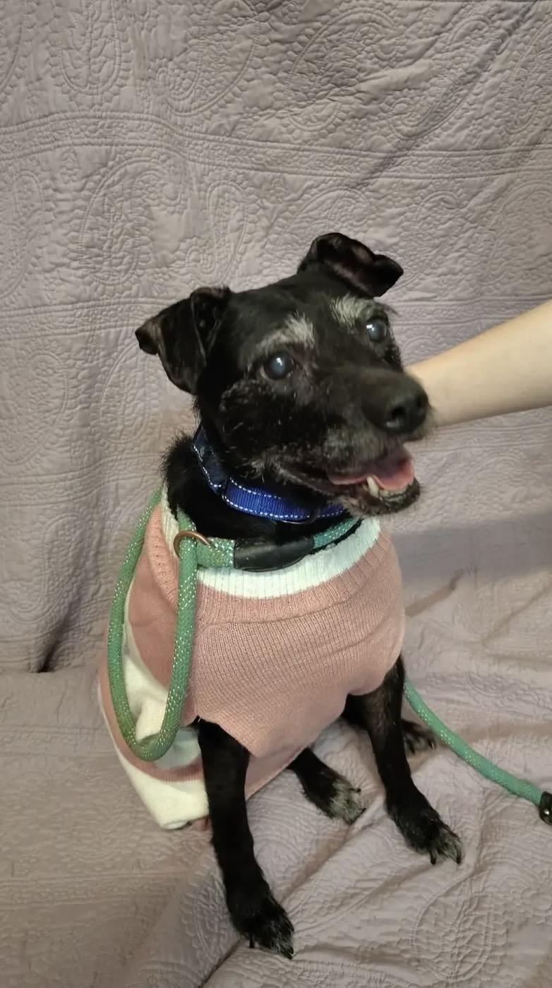 Enlarge Fern, an adopted Miniature Schnauzer in McKenzie, TN image 2/3