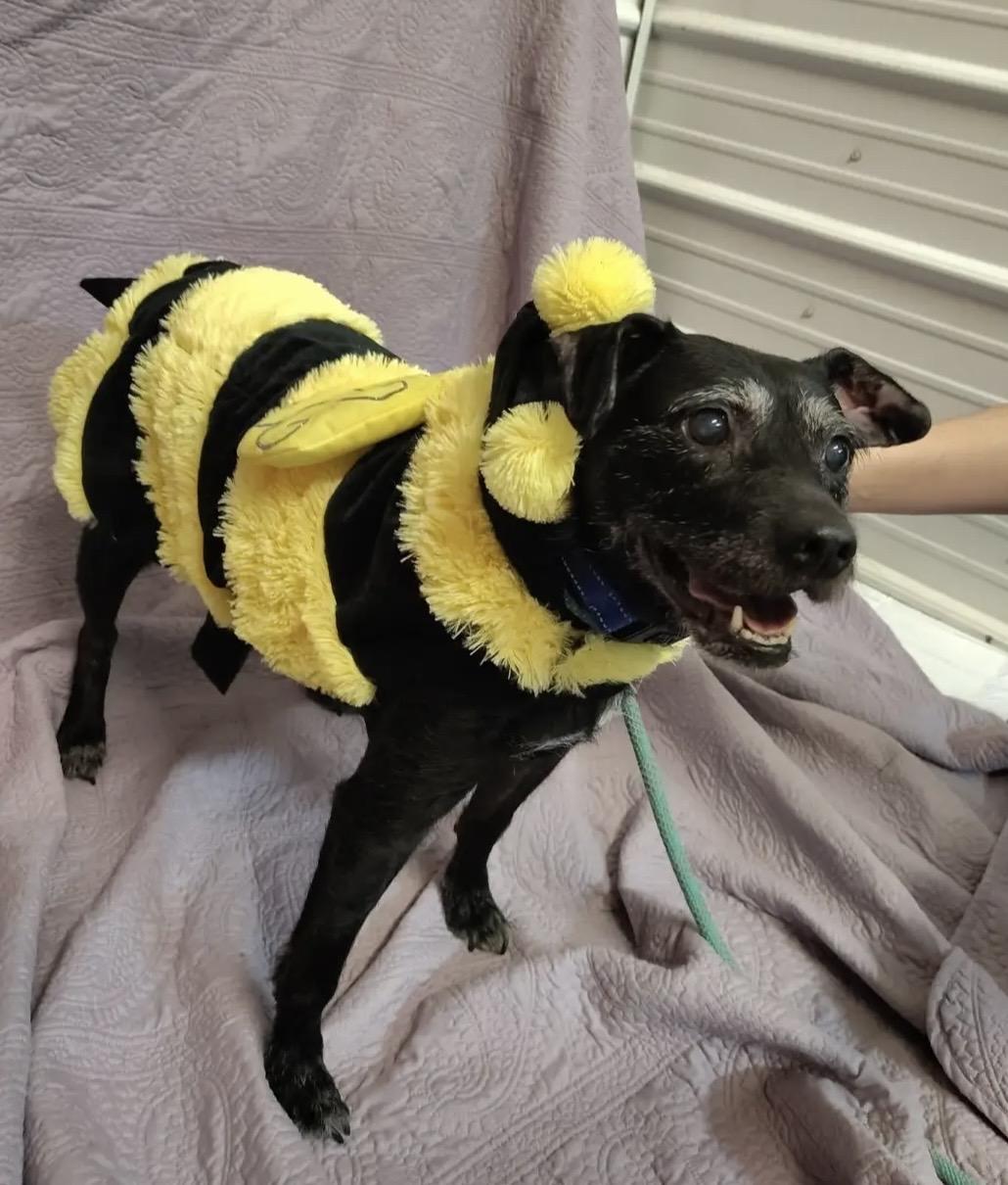 Fern, adopted, Senior Female Miniature Schnauzer.