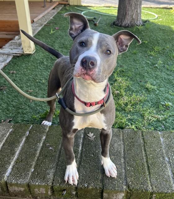 Enlarge Macie, an adopted Pit Bull Terrier in Phoenix, OR image 1/4