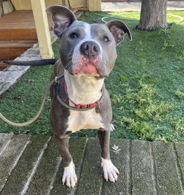 Enlarge Macie, an adopted Pit Bull Terrier in Phoenix, OR image 2/4