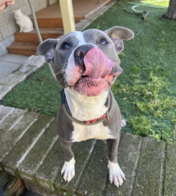 Enlarge Macie, an adopted Pit Bull Terrier in Phoenix, OR image 4/4