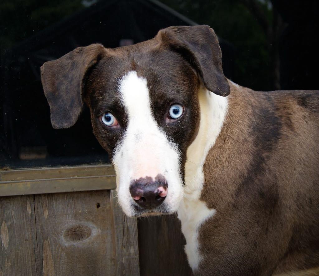 Lulu (and Geni), Adult Female Catahoula Leopard Dog