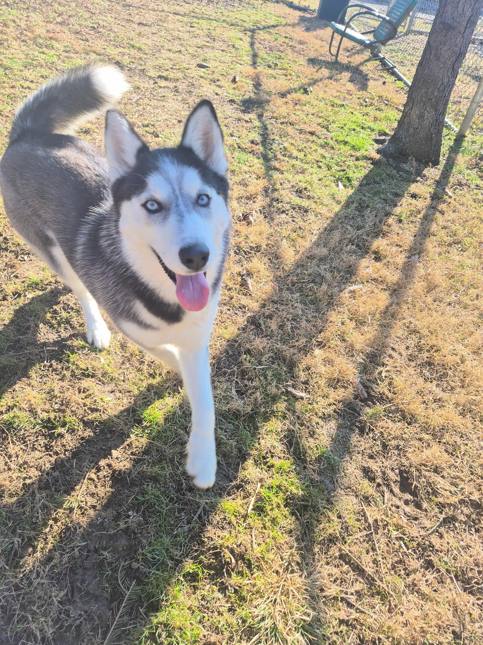 Enlarge Stella, a Adoptable Husky in Park Hills, KY image 5/6