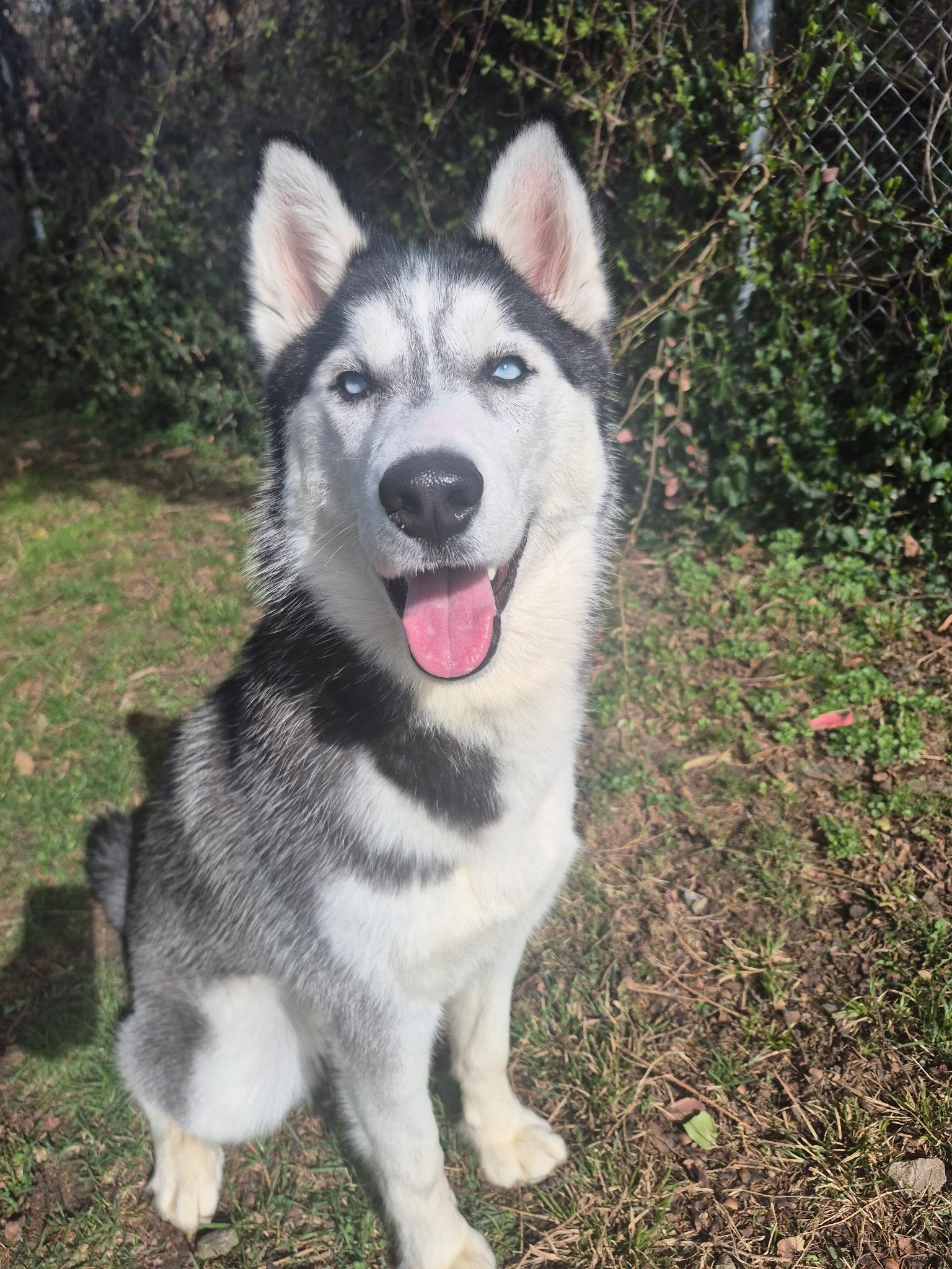Stella, Adoptable, Puppy Female Husky.