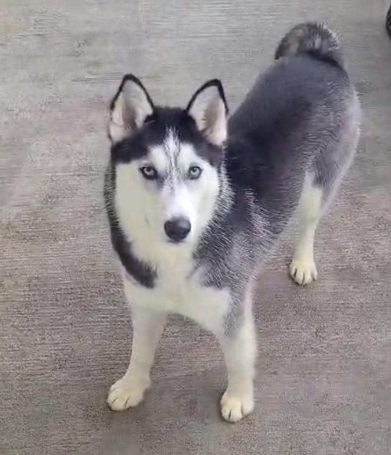 Enlarge Stella, a Adoptable Husky in Park Hills, KY image 4/6