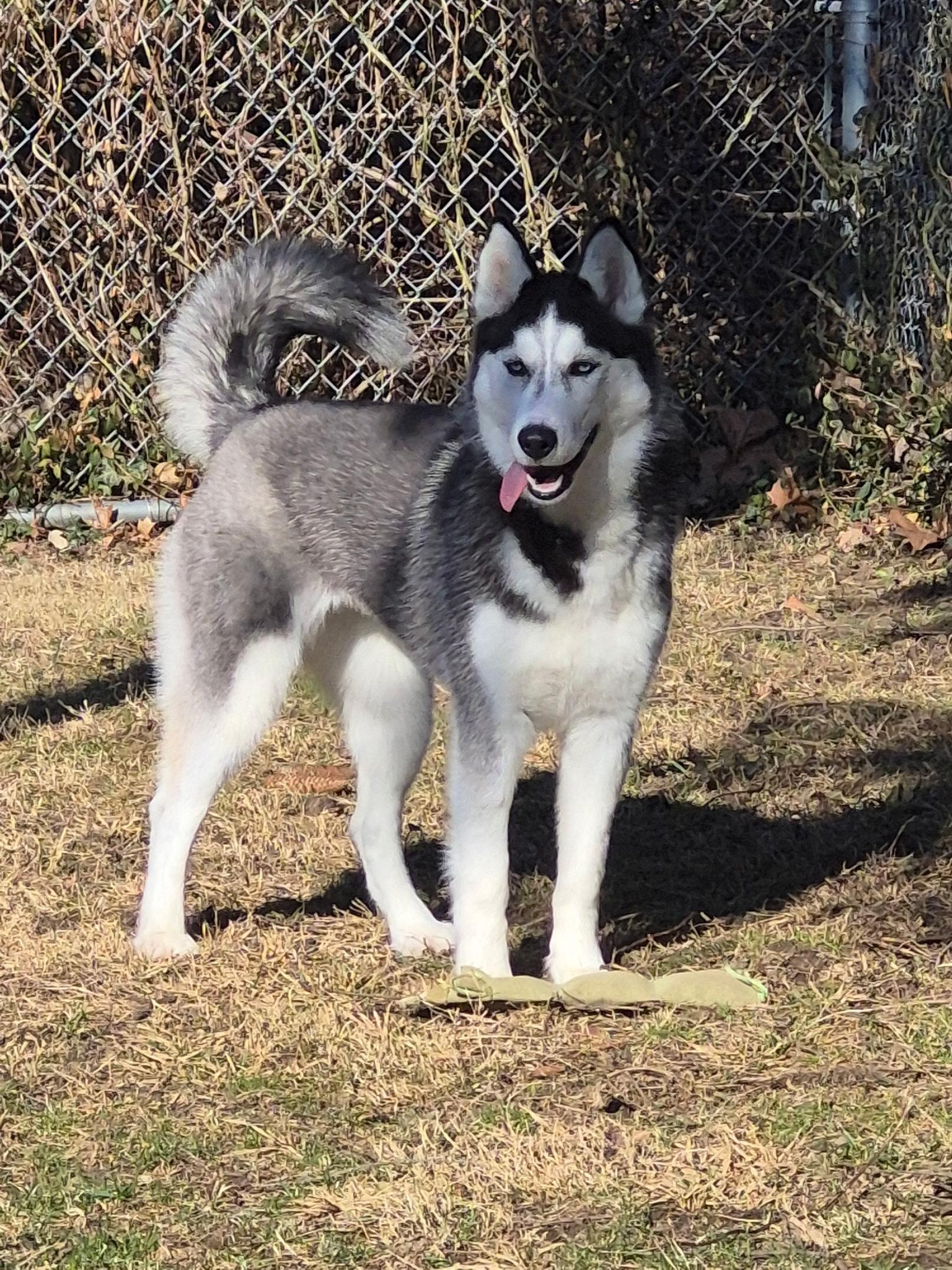 Enlarge Stella, a Adoptable Husky in Park Hills, KY image 2/6