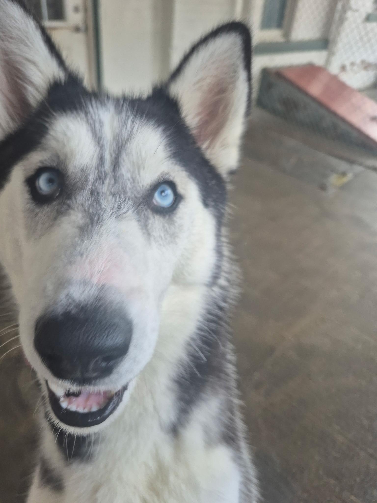 Enlarge Stella, a Adoptable Husky in Park Hills, KY image 3/6