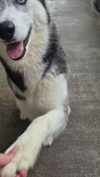 Enlarge Stella, a Adoptable Husky in Park Hills, KY video 6/6